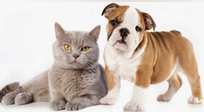 La Inteligencia Artificial presentó cómo se verían los perros y los gatos dentro de 10.000 años