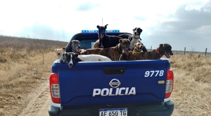 Detenidos por cazar con perros en jauría en zonas rurales