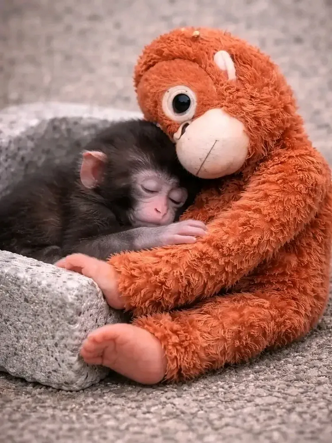 Chicharito Hernández llora con Punch Monkey, el mono bebé que es tendencia mundial