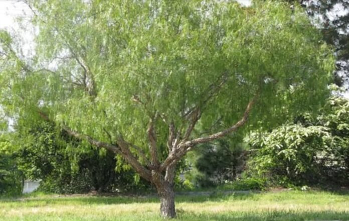 Repelente casero para mosquitos con el árbol más común