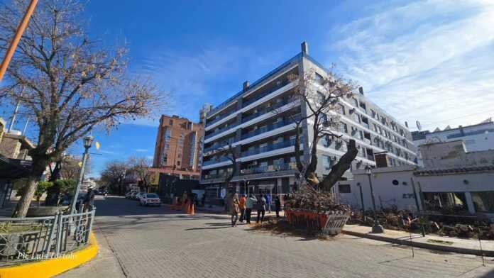 Polémica en Carlos Paz por la poda un árbol de paraíso de más de cien años