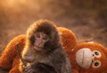 Un ex del Madrid rompe a llorar con la historia de Punch Monkey, el mono bebé que es tendencia mundial