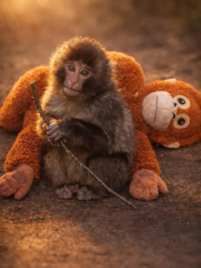 Un ex del Madrid rompe a llorar con la historia de Punch Monkey, el mono bebé que es tendencia mundial